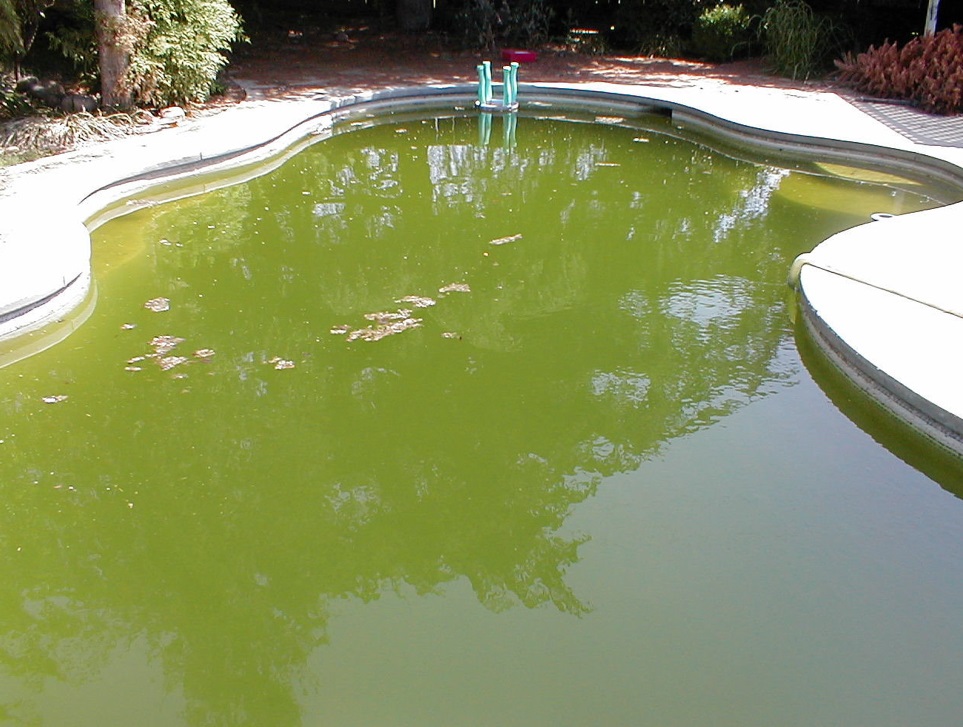 Como agua verde en piscina – RPS